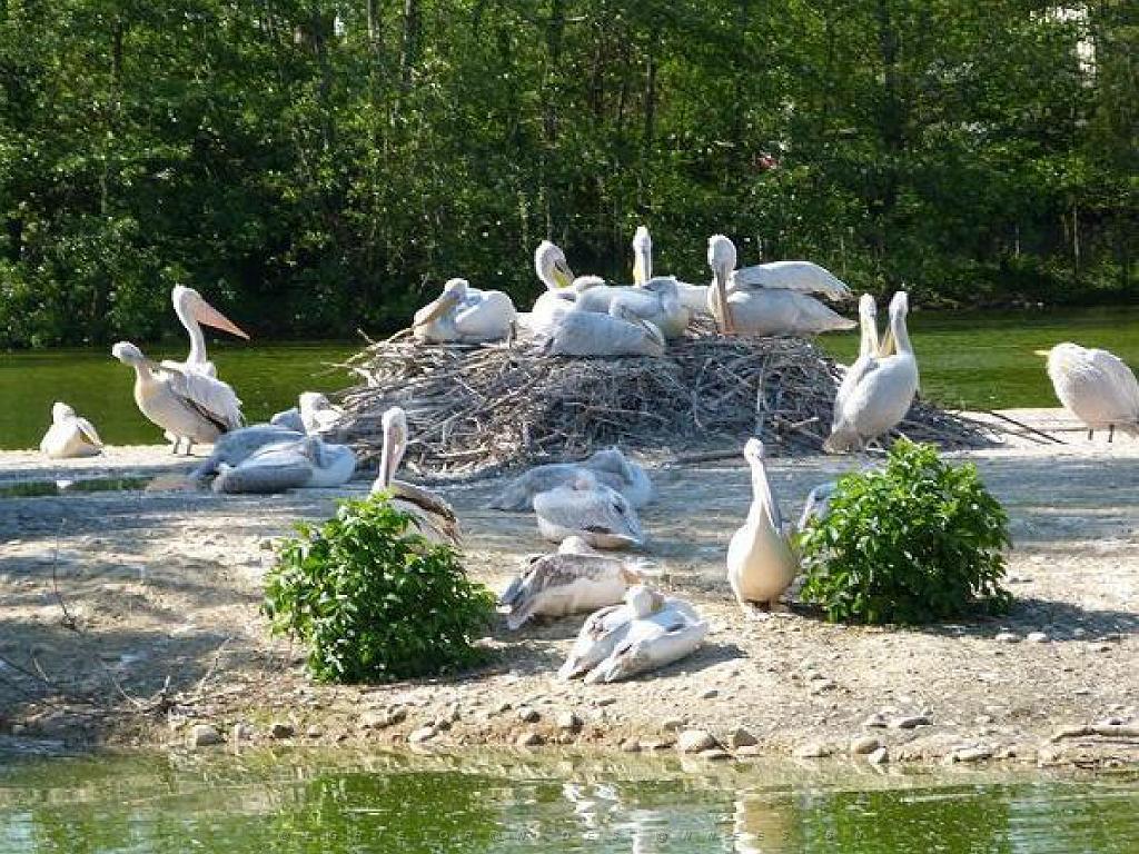 101PARC AUX OISEAUX DANS L AIN 2016 1_000022.jpg